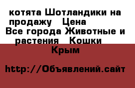 котята Шотландики на продажу › Цена ­ 5 000 - Все города Животные и растения » Кошки   . Крым